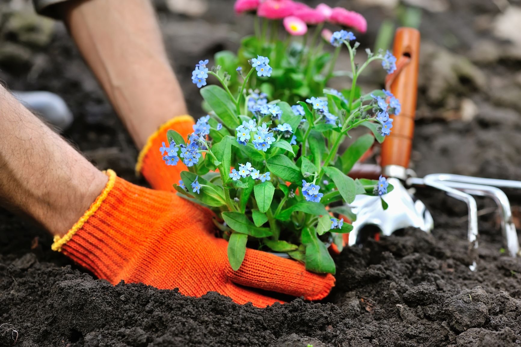 Planting Flowers Planting Flowers
